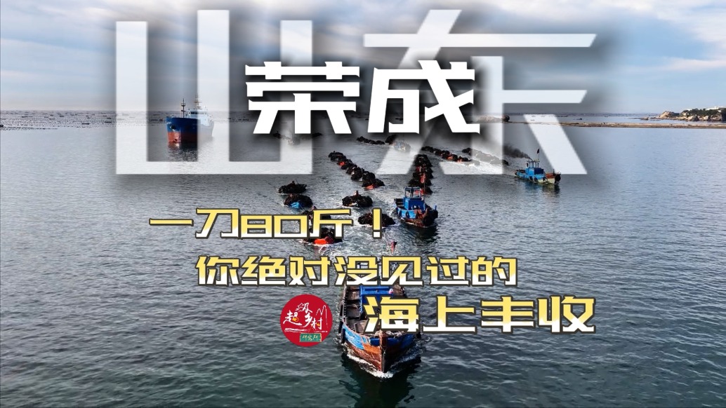 你见过万亩海带丰收的场景吗?山东荣成看10万亩海上大丰收实拍来了
