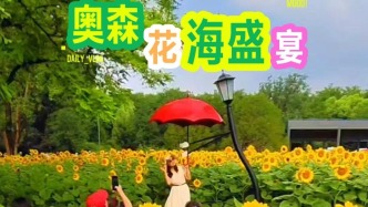 向日葵的芬芳，渲染着夏日的明媚