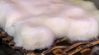 食物发霉就该扔？先认识一下真正的霉菌世界 | 科学世界·视点