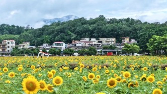 绿美开平｜盛夏开平调色盘 ！一头扎进侨乡的“多巴胺”画卷里