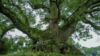 千年古木绘就人与自然和谐共生新图景： 《千年绿荫：开化古树名木生态文明之美》正式出版