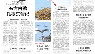 东方白鹳扎根东营记
