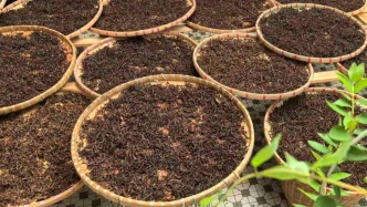 广东鹤山：手工制茶半生，守一叶温润人间