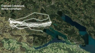 千里放飞也不迷路？赛鸽的 “生物 GPS” 到底如何工作 | 科学世界·视点