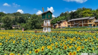 湖北竹溪：邂逅桃花岛向日葵花海，遇见盛夏最美的金色浪漫