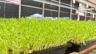 三亚：10种芽苗菜实现全年供应 丰富市民菜篮子