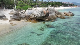 黑鳍鲨频繁现身、 “海底森林”生机盎然……海南海洋生态的“蝶变”之路