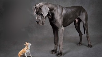 吉娃娃vs大丹犬：体重差30倍，它们真的是同一个物种吗？| 科学世界·探索