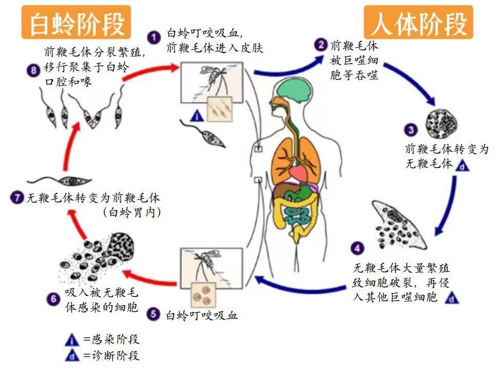 旅游回来后发现皮肤溃疡，长期发热伴体重减轻，要注意这种病