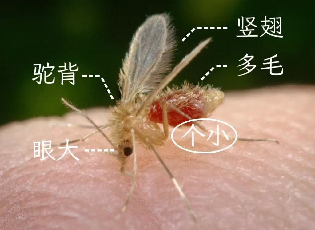 旅游回来后发现皮肤溃疡，长期发热伴体重减轻，要注意这种病