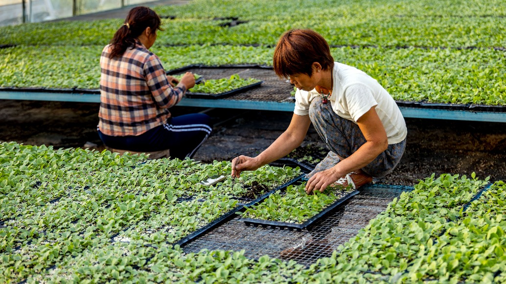 育苗：大棚蔬菜铺就乡村致富路丨河南滑县·慈周寨镇北李庄