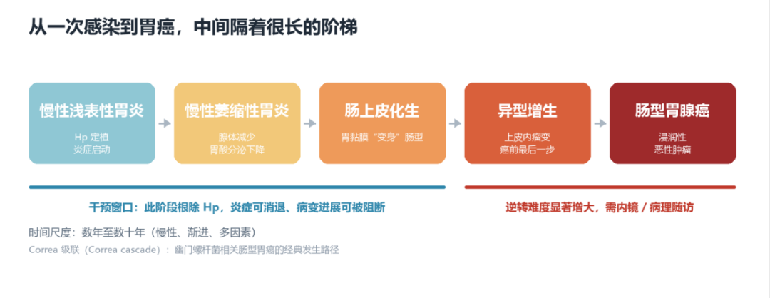 幽门螺杆菌到底会不会致癌？一位病理科医生的完整回答
