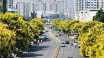 菏泽街头栾树花开，一树金黄满城秋意