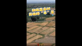 秋收正当时 共绘好“丰”景#三农万象