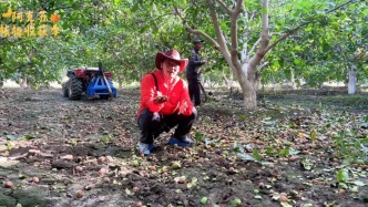你见过核桃采收吗？机器高频摇动，核桃如雨点下落，很快铺满一地