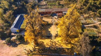 衢州市柯城区深耕古树名木保护 厚植乡土生态文脉