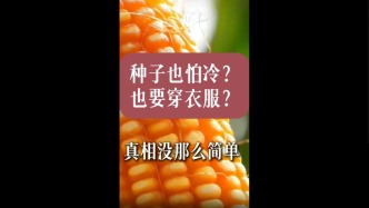 种业接力跑：上一棒育种，下一棒深加工#种子为什么要穿衣服#种业振兴#第23届全国种子双交会#种子深加