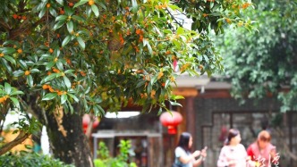 湘潭：高峰塔下丹桂香