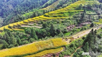怀化中方县：瑶乡梯田迎丰收