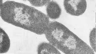 被当成细菌上百年，它其实是你的"亲戚"？| 科学世界·视点