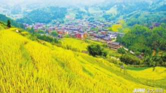 娄底新化县：紫鹊界梯田一派丰收景象