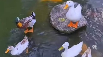 新江湾城水域现现实版“鹅鸭杀”？记者现场核实：确有居民曾“捉鸭”或“放鸭”