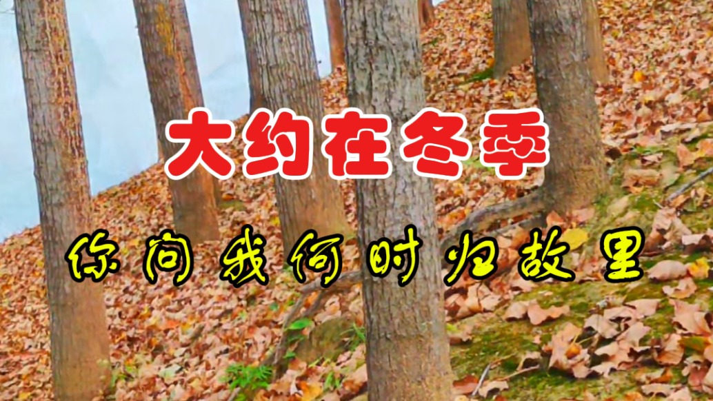 大约在冬季:你问我何时归故里