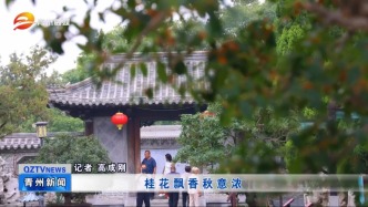 潍坊青州：桂花飘香秋意浓