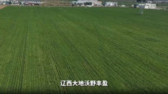 增产有方！辽宁兴城、凌海实地测产见证花生丰收#三农万象