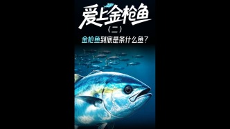 爱上金枪鱼系列2标题：金枪鱼到底是条什么鱼？#三农万象
