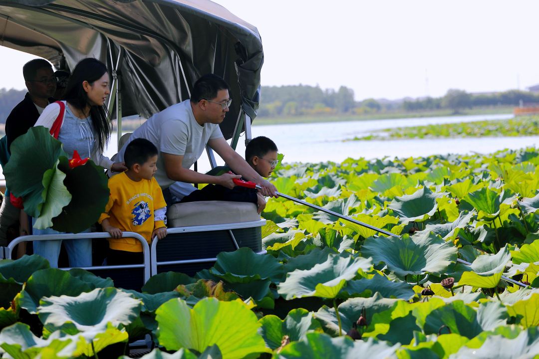 国庆假期的高邮清水潭,好事正在发生