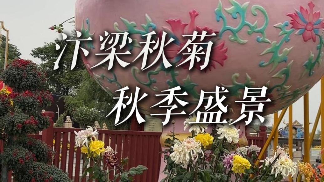 开封菊花秋季盛景