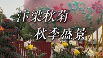 开封菊花秋季盛景