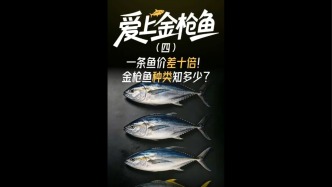 爱上金枪鱼系列4：一条鱼价差十倍！金枪鱼种类知多少？#三农万象