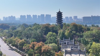 芜湖湾沚：栾树花开，小城秋日景致动人