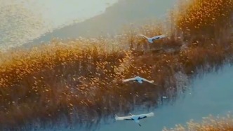 幸福河畔｜曾经几乎绝迹！中国对虾见证黄河口生态复苏