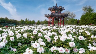 牡丹文化首次开启“宇宙级”传播，太空屏幕上菏泽牡丹深情告白