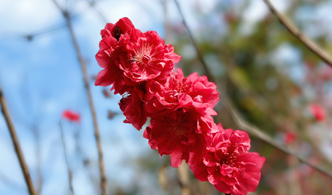德庆香山森林公园"桃花源",春日限定美景,只等你来