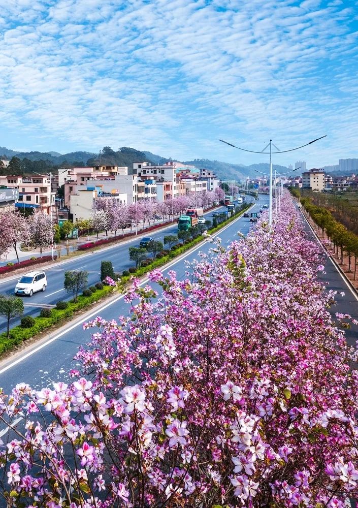 …宫粉紫荆粉白相间,如云似霞;南街沿河路广宁大道黄花风