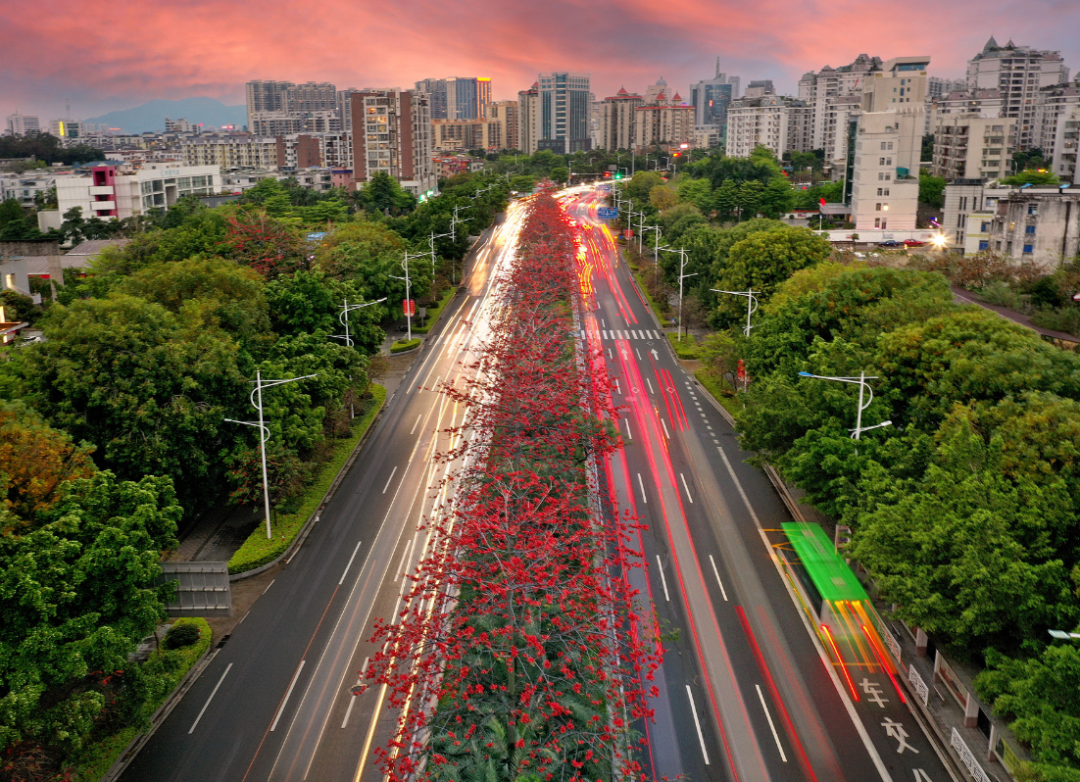 肇庆市融媒体中心记者 朱梦丹 摄△岩前宝环大道三角梅