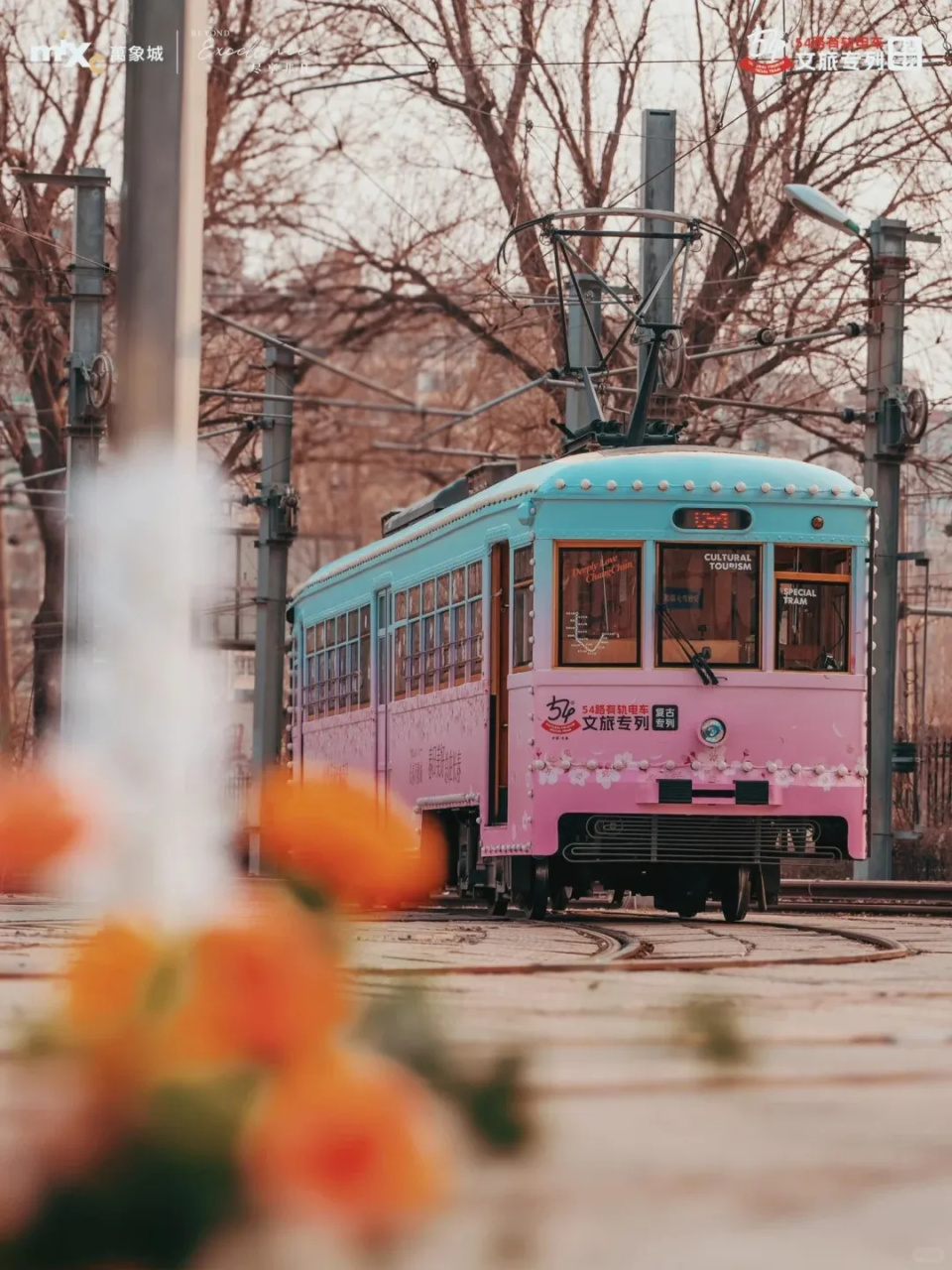 长春春日必追+2！消息灵通的人已经去合拍啦