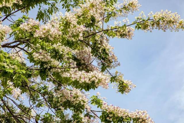 ꕥ花ꕥ花ꕥ花ꕥ开了！肇庆这些地方美翻了