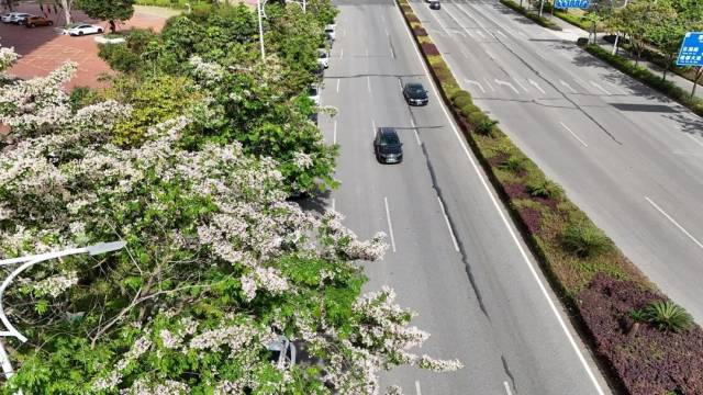 ꕥ花ꕥ花ꕥ花ꕥ开了！肇庆这些地方美翻了