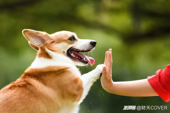 我给狗狗上课，月赚四五万