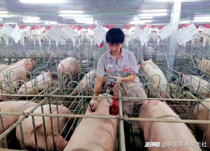生猪二次育肥被禁？业内：投机行为有风险