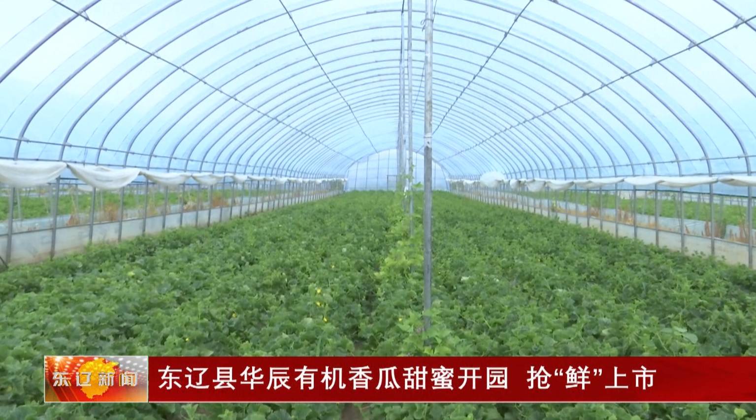 东辽县华辰有机香瓜甜蜜开园抢“鲜”上市_澎湃号·媒体_澎湃新闻-The Paper