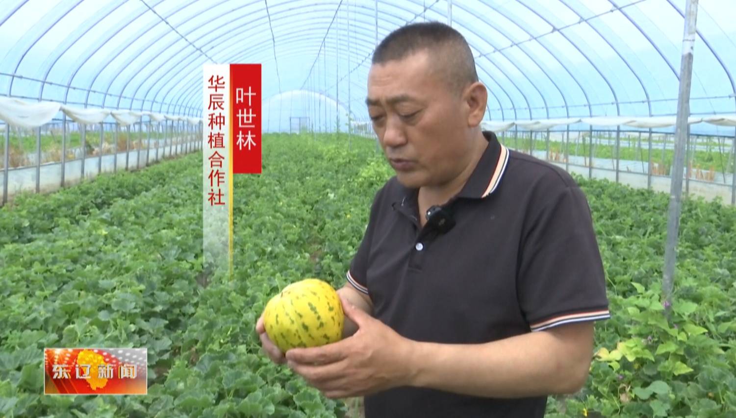东辽县华辰有机香瓜甜蜜开园抢“鲜”上市_澎湃号·媒体_澎湃新闻-The Paper