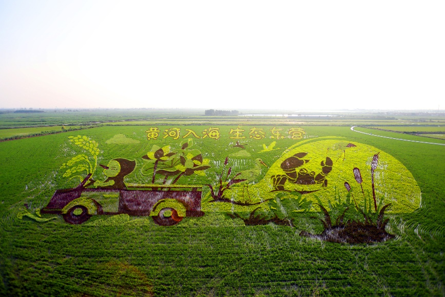 正是最佳观赏期绘就出东营最壮观的生态画卷巨幅稻田画正以大地为卷