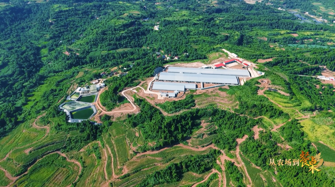 从农场到餐桌——正大全产业链溯源之旅圆满收官