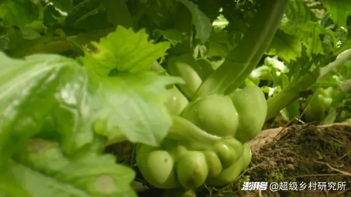 重庆不起眼的一种蔬菜,却在全球热销150亿包,拿捏全球华人的胃